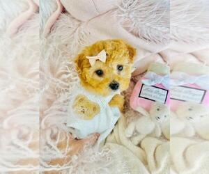 Poodle (Toy) Puppy for sale in TAMPA, FL, USA