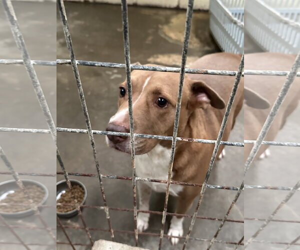 Medium Photo #5 American Staffordshire Terrier-Unknown Mix Puppy For Sale in Jackson, MS, USA