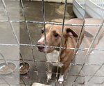 Small #4 American Staffordshire Terrier Mix