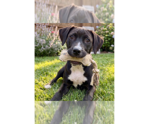 Medium Photo #1 Labrador Retriever-Unknown Mix Puppy For Sale in Grovertown, IN, USA