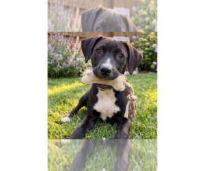 Labrador Retriever-Unknown Mix Dogs for adoption in Grovertown, IN, USA
