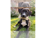 Small Labrador Retriever Mix