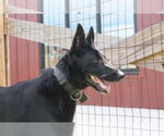 Small German Shepherd Dog