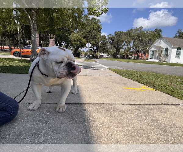 Medium Photo #11 Bulldog Puppy For Sale in Sanford, FL, USA