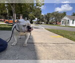Small #10 Bulldog