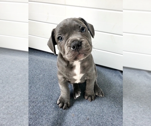 Medium Photo #1 American Bully-French Bulldog Mix Puppy For Sale in FAYETTEVILLE, NC, USA