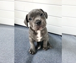Small Photo #1 American Bully-French Bulldog Mix Puppy For Sale in FAYETTEVILLE, NC, USA