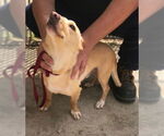 Small #13 Chiweenie