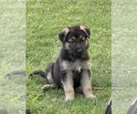 Small Photo #12 German Shepherd Dog Puppy For Sale in COLUMBUS, GA, USA