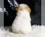 Small #6 Maltipoo