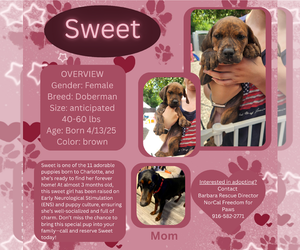 Doberman Pinscher Dogs for adoption in Rancho Cordova, CA, USA