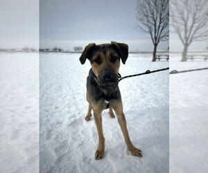 Jupiter - Male Rottweiler-Siberian Husky Mix Dog for Adoption - Photo #3