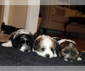 Biewer Terrier-ShihPoo Mix Puppy for Sale in CHARLOTTE, North Carolina USA