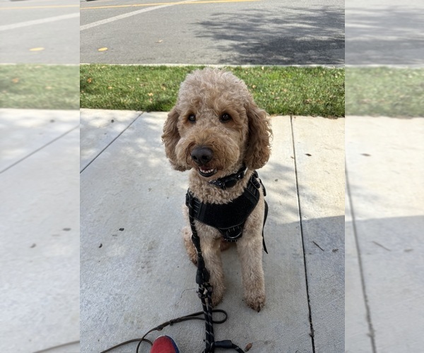 Medium Photo #1 Goldendoodle Puppy For Sale in MORENO VALLEY, CA, USA