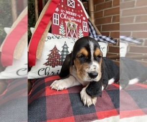 Basset Hound Puppy for sale in LUMBERTON, NC, USA