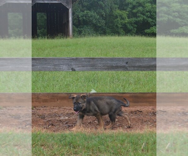Medium Photo #26 German Shepherd Dog Puppy For Sale in POWDER SPRINGS, GA, USA