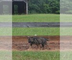 Small Photo #26 German Shepherd Dog Puppy For Sale in POWDER SPRINGS, GA, USA