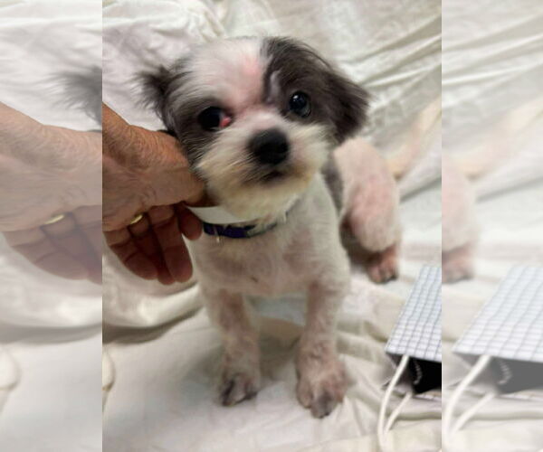Medium Photo #3 Shih-Poo Puppy For Sale in Rustburg, VA, USA