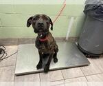 Small American Staffordshire Terrier Mix