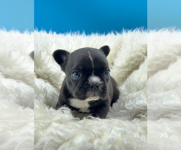 Medium Photo #1 French Bulldog Puppy For Sale in WATER MILL, NY, USA