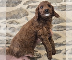Irish Doodle (Miniature) Puppy for sale in NEW HOLLAND, PA, USA