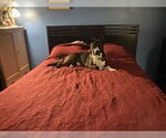 Small #6 Akita-Basset Hound Mix