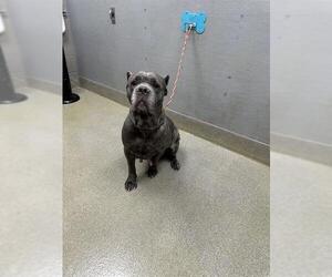 Mutt Dogs for adoption in Las Vegas, NV, USA