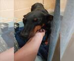 Small Doberman Pinscher-Greyhound Mix