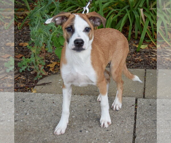 Medium Photo #2 Boxer-German Shepherd Dog Mix Puppy For Sale in Huntley, IL, USA
