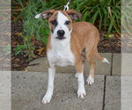 Small #1 Boxer-German Shepherd Dog Mix