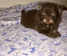 Pomeranian Puppy for sale in ROUND ROCK, TX, USA