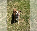 Small #3 Staffordshire Bull Terrier Mix