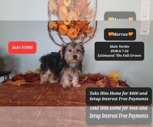 Yorkshire Terrier Puppy for sale in TUCSON, AZ, USA