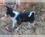 Small Photo #9 Papillon Puppy For Sale in OLA, AR, USA