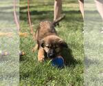 Small #2 Mutt