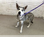 Small Siberian Husky Mix