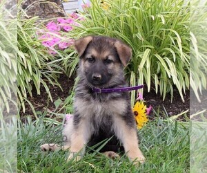 German Shepherd Dog Puppy for sale in STEWARTSTOWN, PA, USA