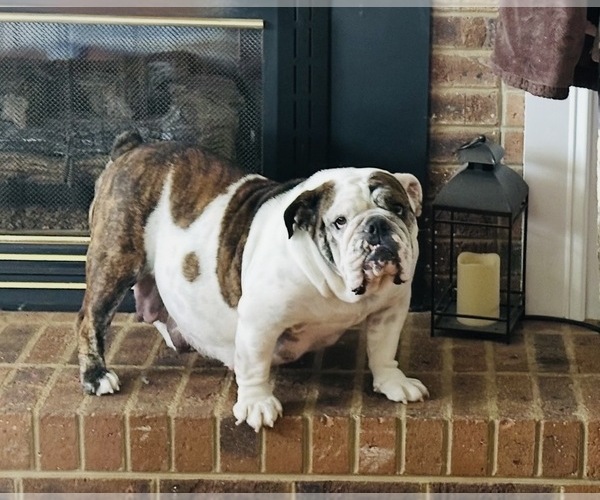Medium Photo #1 Bulldog Puppy For Sale in PEACHLAND, NC, USA