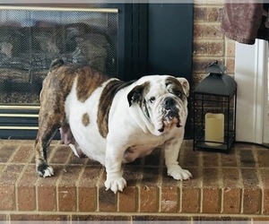 Mother of the Bulldog puppies born on 02/24/2026