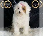 Puppy GiGi AKC Poodle (Miniature)
