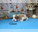 Small Photo #38 Cavalier King Charles Spaniel Puppy For Sale in CHANUTE, KS, USA