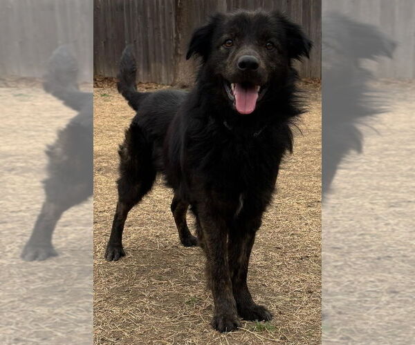 Medium Photo #1 Mutt Puppy For Sale in Great Bend, KS, USA