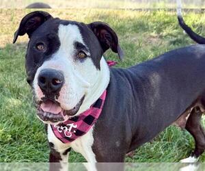 Bullboxer Pit Dogs for adoption in Pueblo, CO, USA