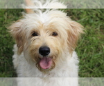 Small Photo #1 Goldendoodle Puppy For Sale in CARLOCK, IL, USA