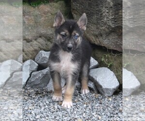 German Shepherd Dog-Siberian Husky Mix Puppy for sale in FREDERICKSBURG, OH, USA