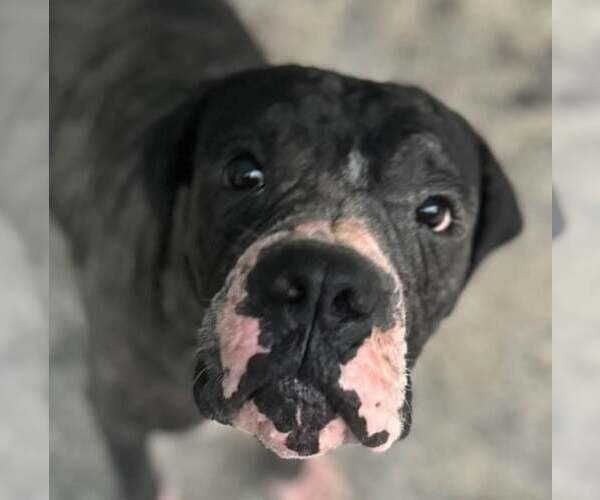 Medium Photo #8 Boxer Puppy For Sale in Burnsville, MN, USA