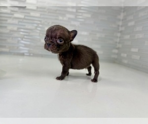 Medium French Bulldog