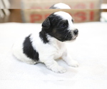 Small Photo #3 Bernedoodle-Poodle (Miniature) Mix Puppy For Sale in GOSHEN, IN, USA