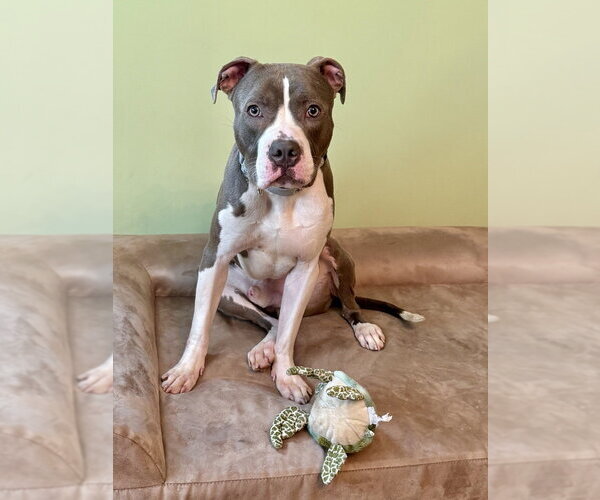 Medium Photo #1 Bullboxer Pit Puppy For Sale in Brewster, NY, USA