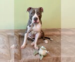 Small Bullboxer Pit